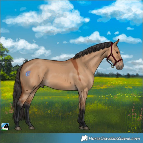 Horse Color:Bay Dun Rabicano 