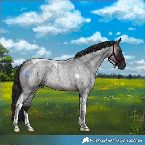 Horse Color:Gray Brown Roan Tobiano Rabicano 