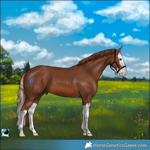 Horse Color:Chestnut Splash 