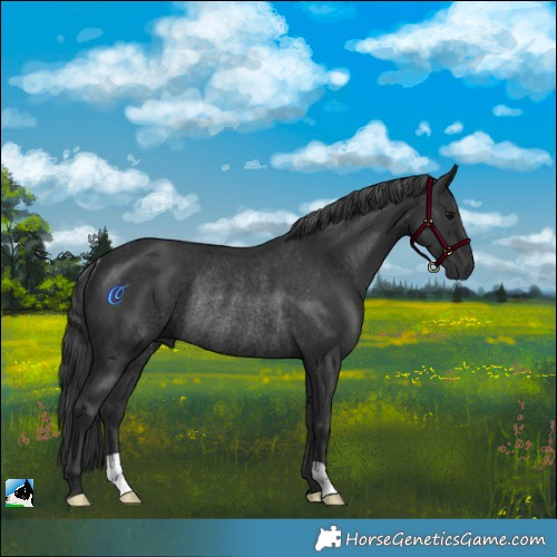 Horse Color:Black Rabicano 