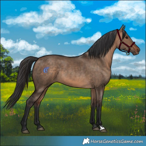 Horse Color:Bay Dun Rabicano 