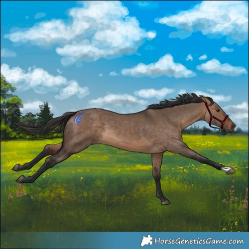 Horse Color:Bay Dun Rabicano 