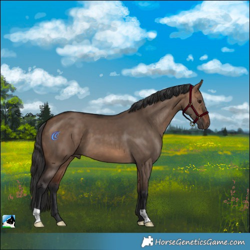 Horse Color:Bay Dun