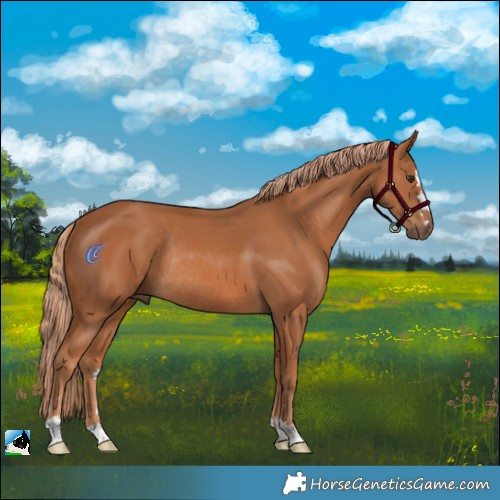 Horse Color:Chestnut Rabicano 