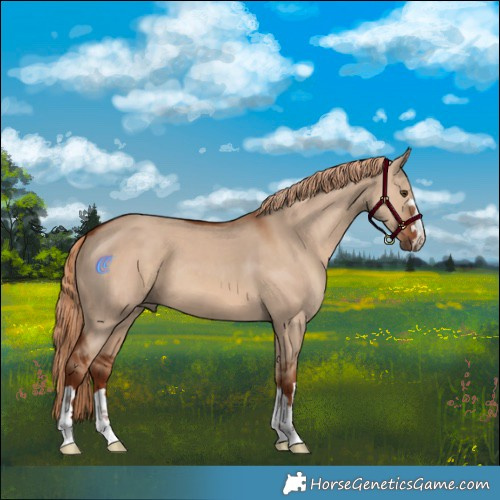 Horse Color:Red Dun 