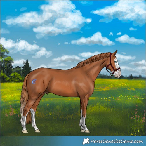 Horse Color:Chestnut Splash 
