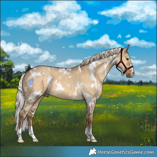 Horse Color:White Spotted Chocolate Palomino Dun 
