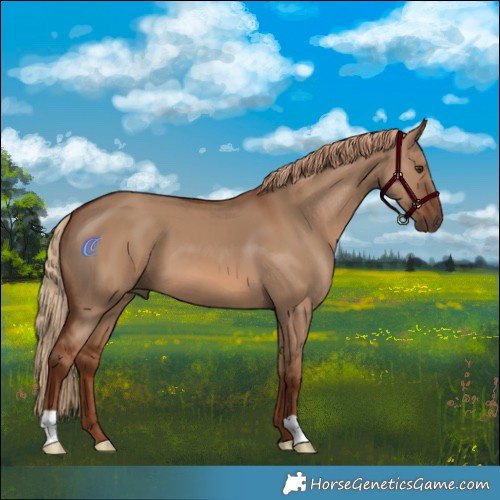 Horse Color:Red Dun 