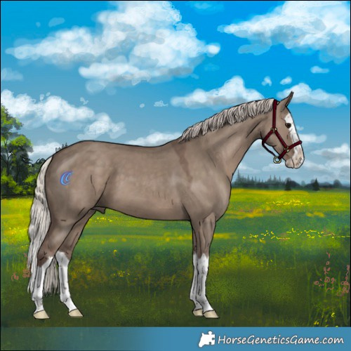 Horse Color:Silver Grullo Splash