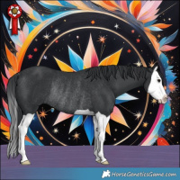 Horse Color:Black Splash Rabicano