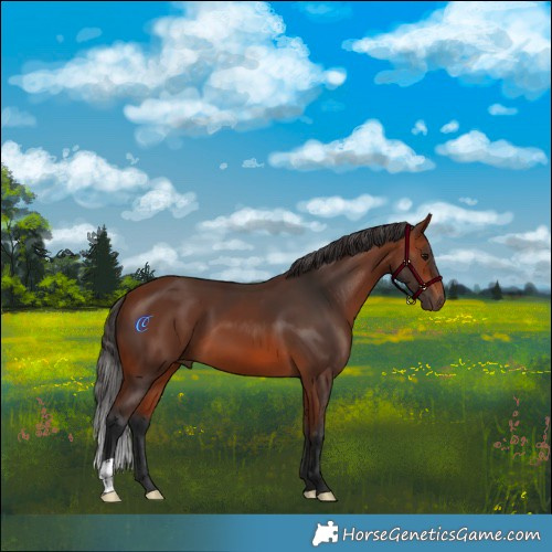 Horse Color:Bay 