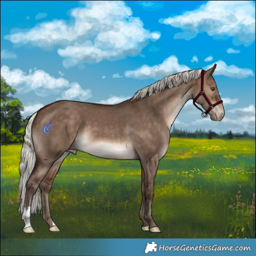 Horse Color:Silver Bay Dun Appaloosa