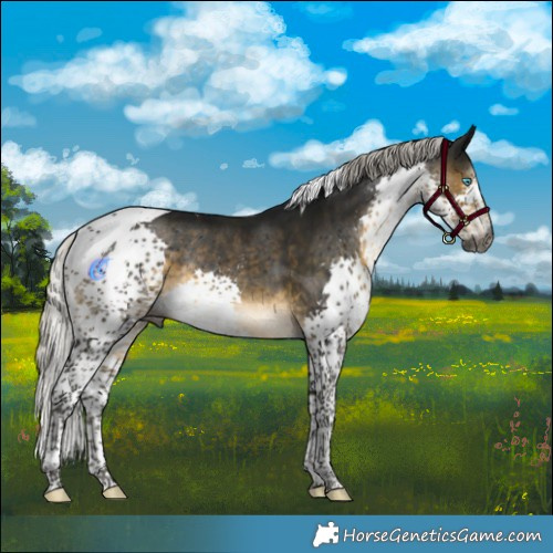 Horse Color:Gray Silver Buckskin Splash Tobiano Rabicano