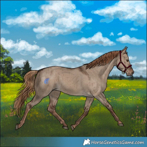 Horse Color:Liver Red Dun Rabicano Brindle 