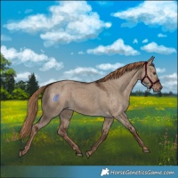 Horse Color:Liver Red Dun Rabicano Brindle