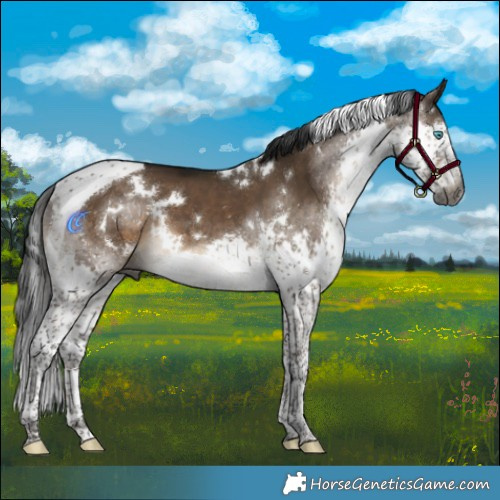 Horse Color:Gray White Spotted Brown Dun Splash Tobiano 