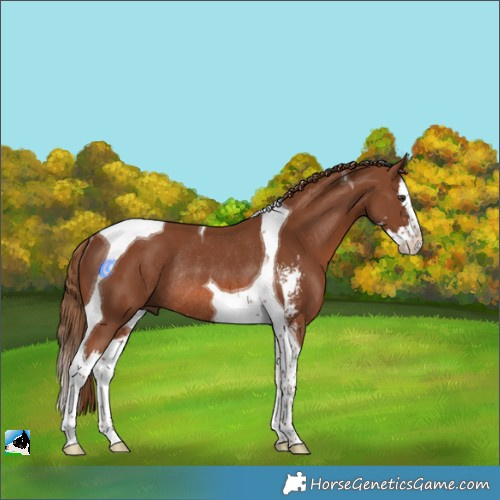Horse Color:Chestnut Sabino Splash Tobiano Rabicano 