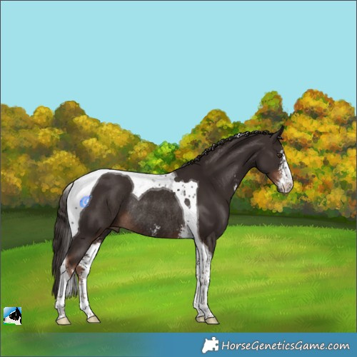 Horse Color:Liver Chestnut Sabino Tobiano Rabicano 