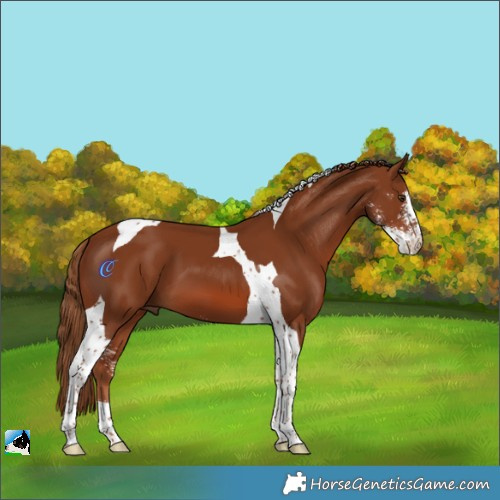 Horse Color:Chestnut Sabino Tobiano 