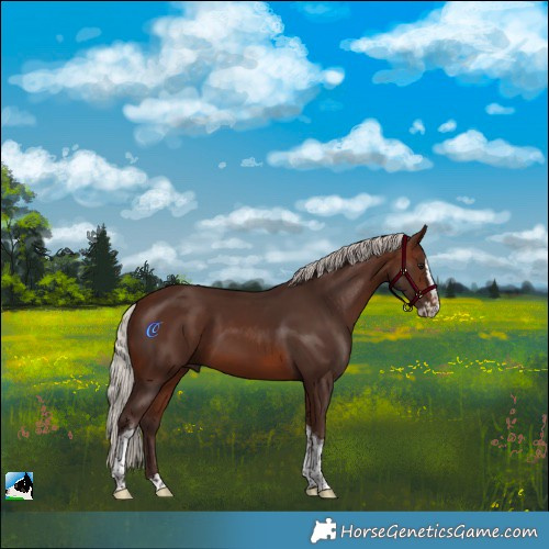 Horse Color:Silver Brown Splash Tobiano 