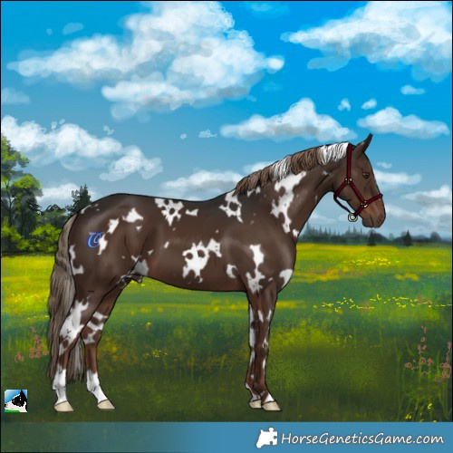 Horse Color:White Spotted Liver Chestnut 