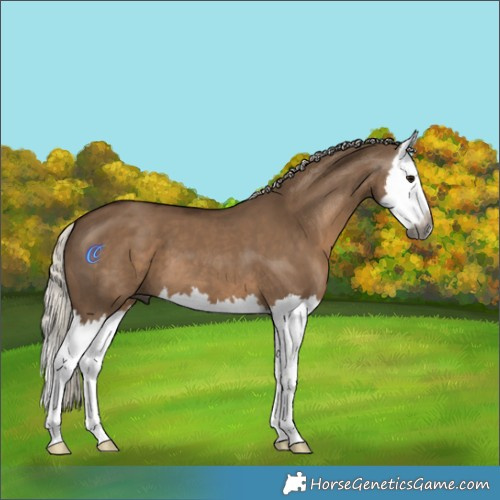 Horse Color:Gray Silver Grullo Splash 