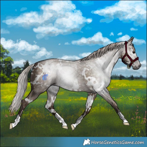 Horse Color:Gray White Spotted Silver Grullo 