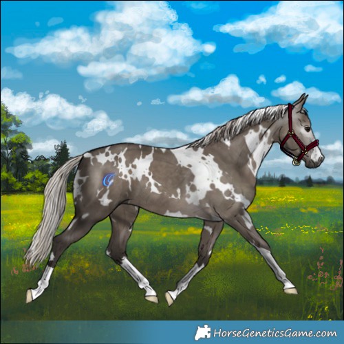 Horse Color:Gray White Spotted Silver Grullo