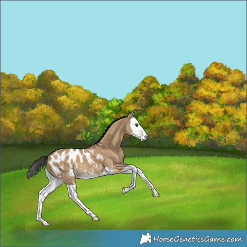 Horse Color:Gray Liver Red Dun Splash Appaloosa 