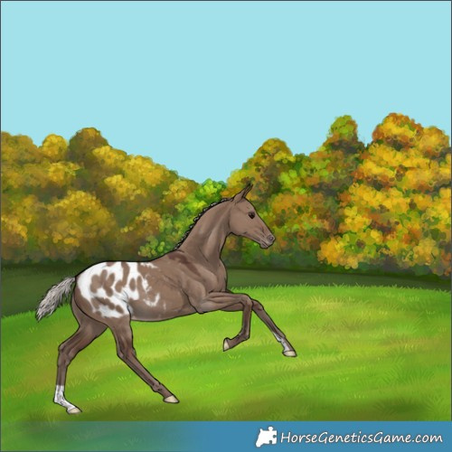 Horse Color:Silver Grullo Appaloosa 
