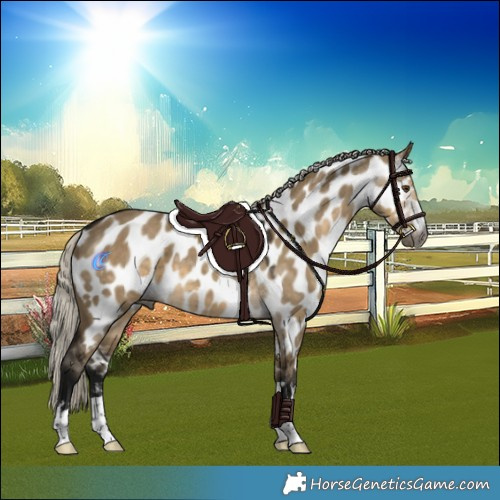 Horse Color:Gray Silver Smoky Grullo Appaloosa 