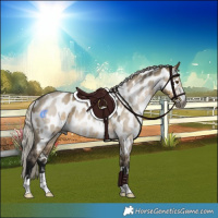 Horse Color:Gray Silver Smoky Grullo Near Leopard 