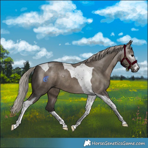 Horse Color:Gray Silver Grullo Tobiano