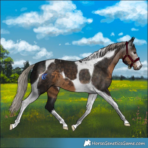 Horse Color:Gray Silver Smoky Black Tobiano 