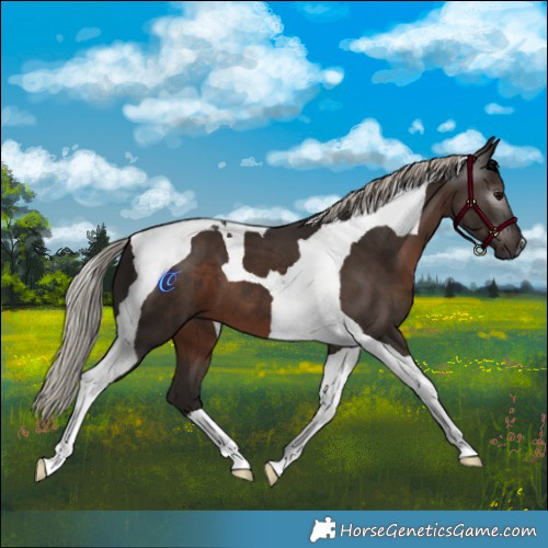 Horse Color:Gray Silver Black Tobiano 