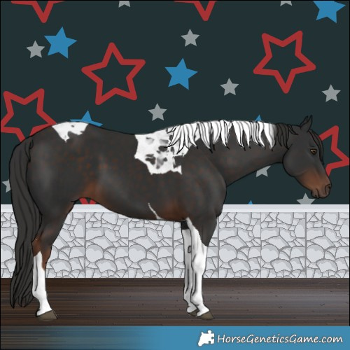 Horse Color:Liver Chestnut Tobiano 