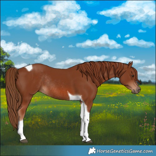 Horse Color:Chestnut Tobiano Rabicano 