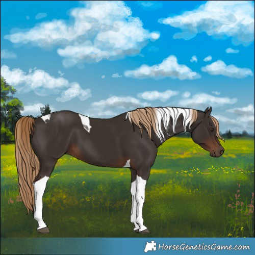 Horse Color:Liver Chestnut Tobiano 