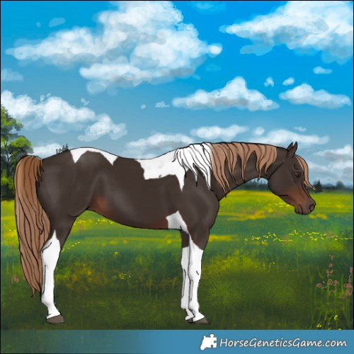 Horse Color:Liver Chestnut Tobiano 