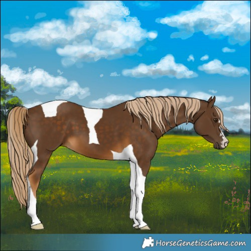 Horse Color:Chocolate Palomino Tobiano 