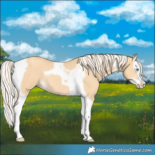 Horse Color:Gold Cream Champagne Dun Splash Tobiano
