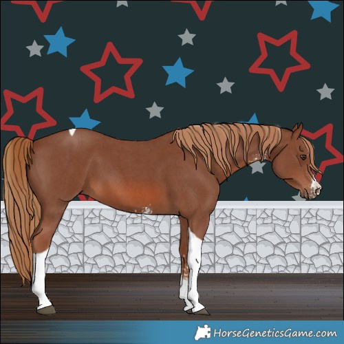 Horse Color:Chestnut Sabino Tobiano 