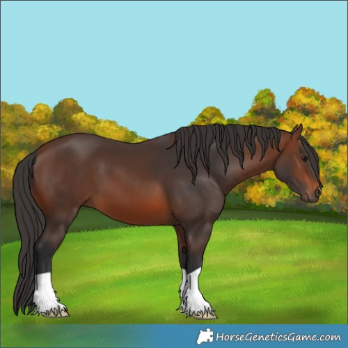 Horse Color:Brown 