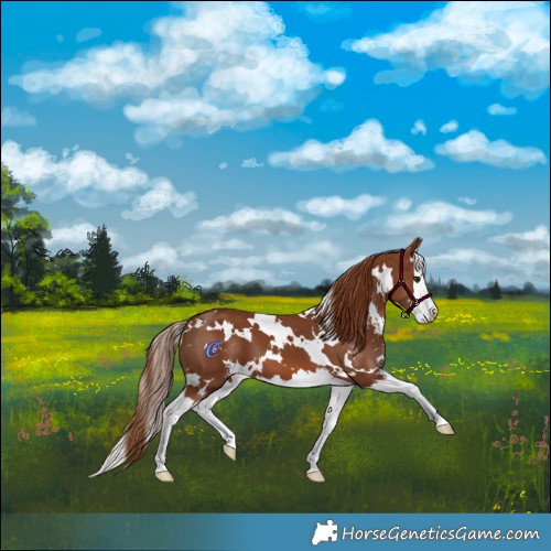 Horse Color:White Spotted Chestnut Sabino Splash