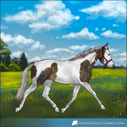 Horse Color:Silver Buckskin Sabino Splash Tobiano
