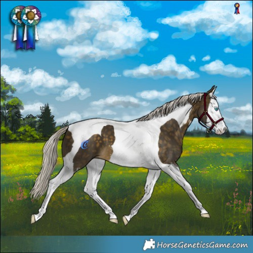 Horse Color:Silver Buckskin Sabino Splash Tobiano 