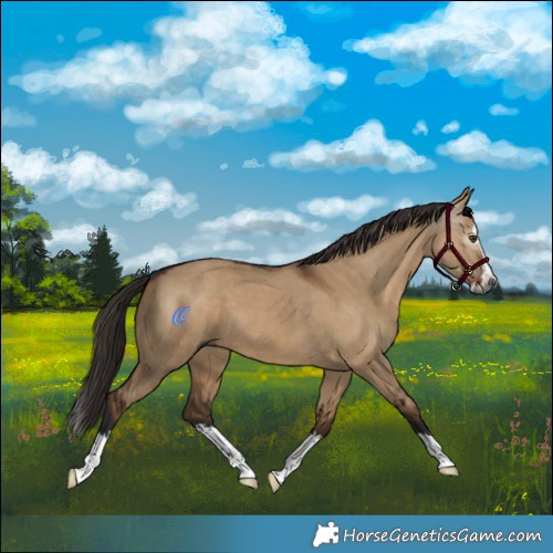Horse Color:Gray Liver Red Dun Splash 