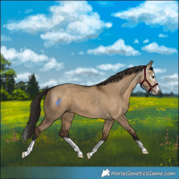 Horse Color:Gray Liver Red Dun Splash