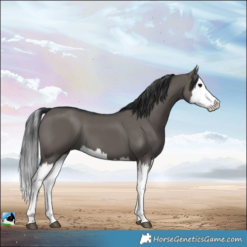 Horse Color:Grullo Splash