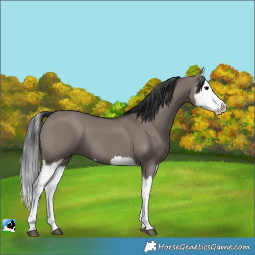 Horse Color:Grullo Splash